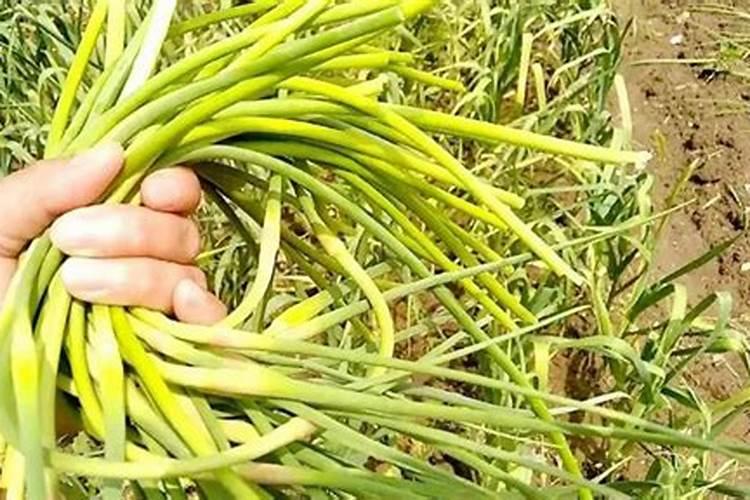 大蒜已抽苔打芸苔素能打吗？