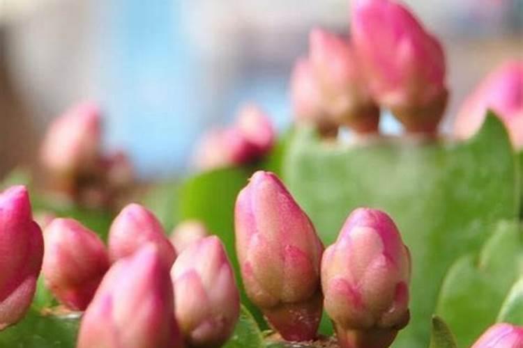 蟹爪兰打花苞怎么浇水施肥