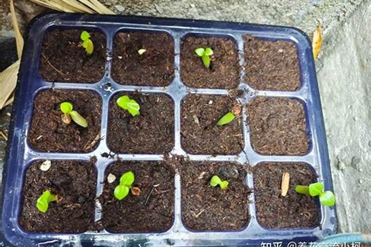 种植花生磷肥的正确方法