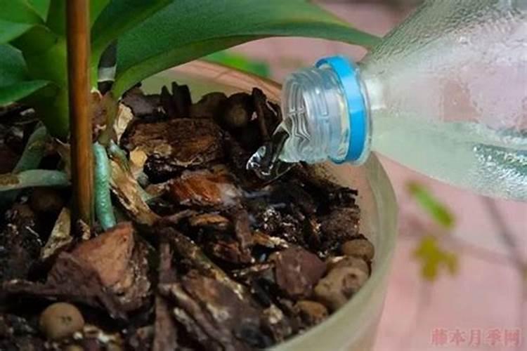 冬天怎么养护月季花