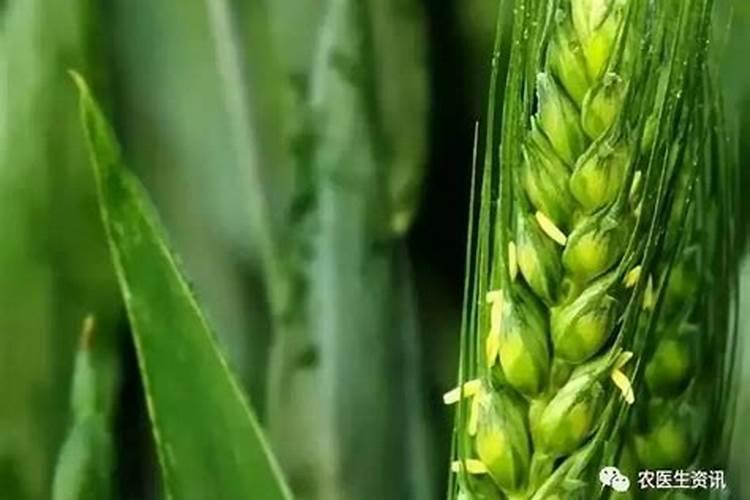 小麦齐穗防治用什么药好
