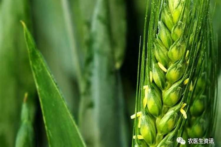 叶面肥怎么用？小麦叶面肥。