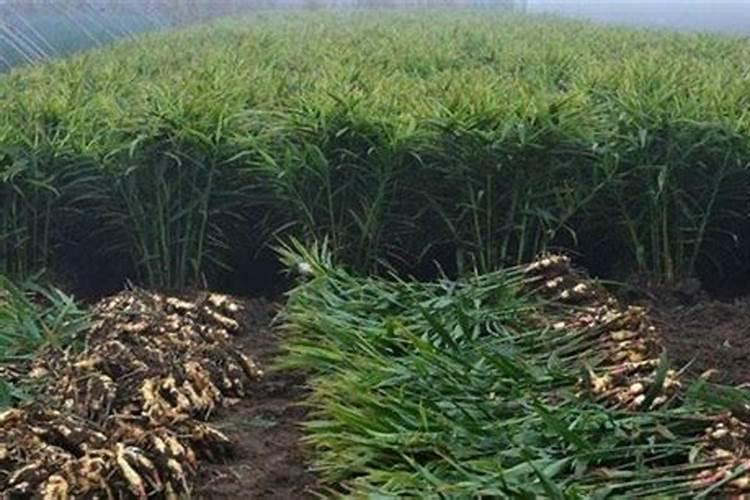 生姜种植需要什么肥料？生姜打什么叶面肥长的快？