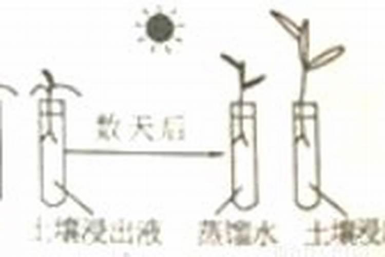 什么肥料可以让树木快速生长