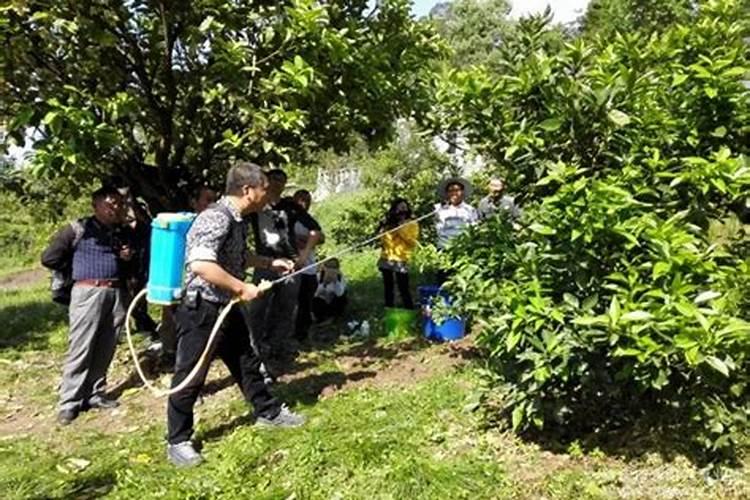 橘子落果怎么办