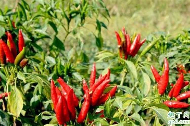 朝天椒施肥用什么肥料