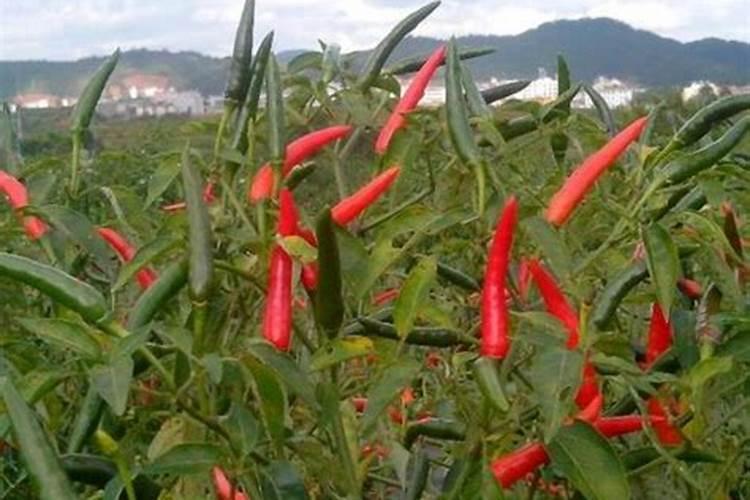 朝天椒用什么肥料最好
