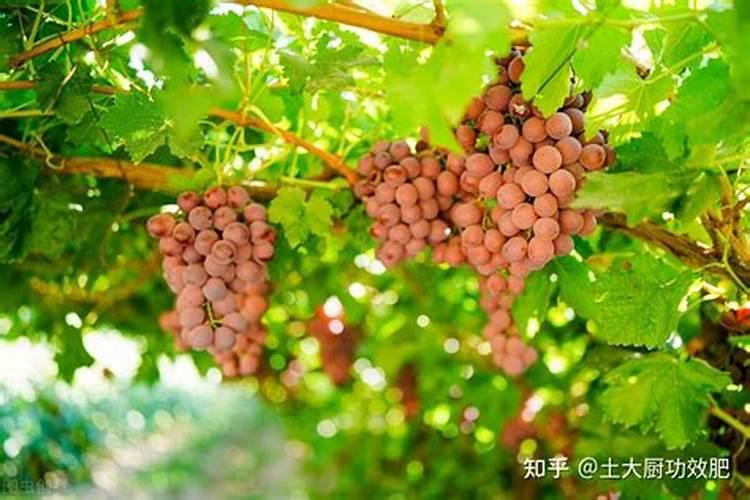 葡萄软核期肥水最简单三个步骤