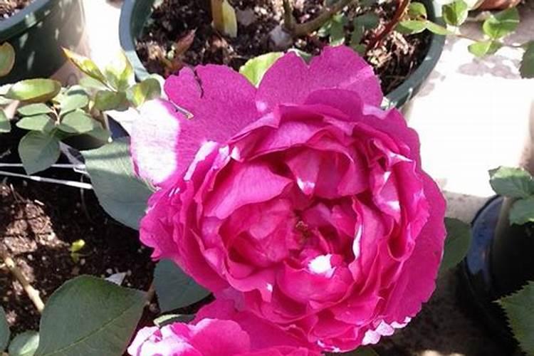 月季夏季施肥方法是什么 具体要怎么做