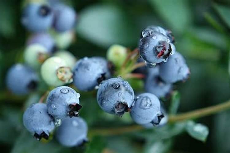 蓝莓施什么肥最好