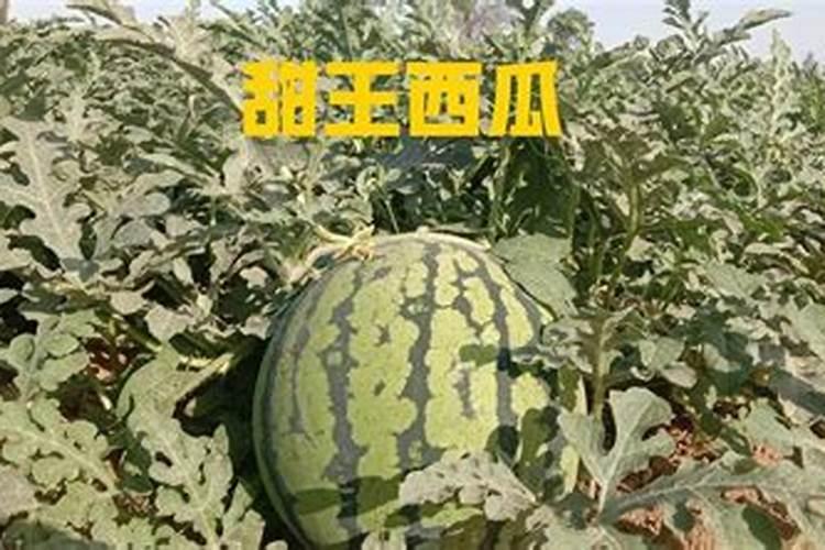 西瓜种植底肥用什么肥？