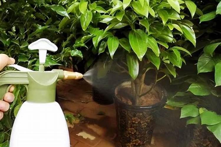 黄豆肥氮磷钾含量是多少