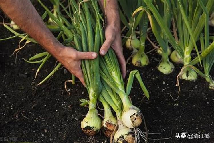 香葱用什么肥料长得好