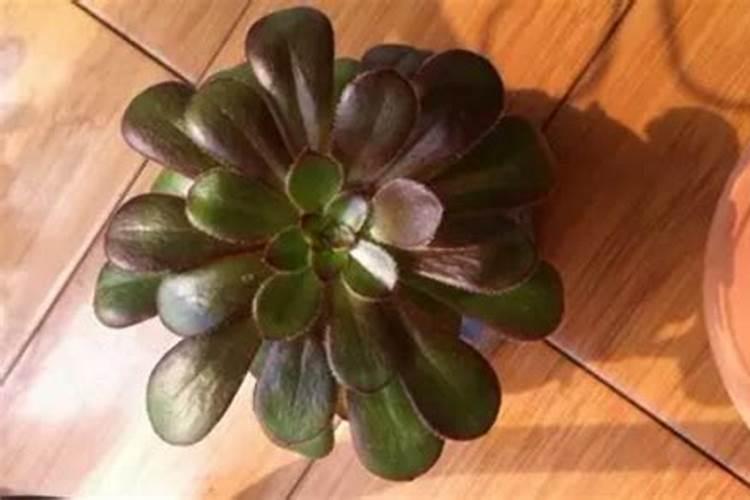 绿法师可以用尿素施肥吗？