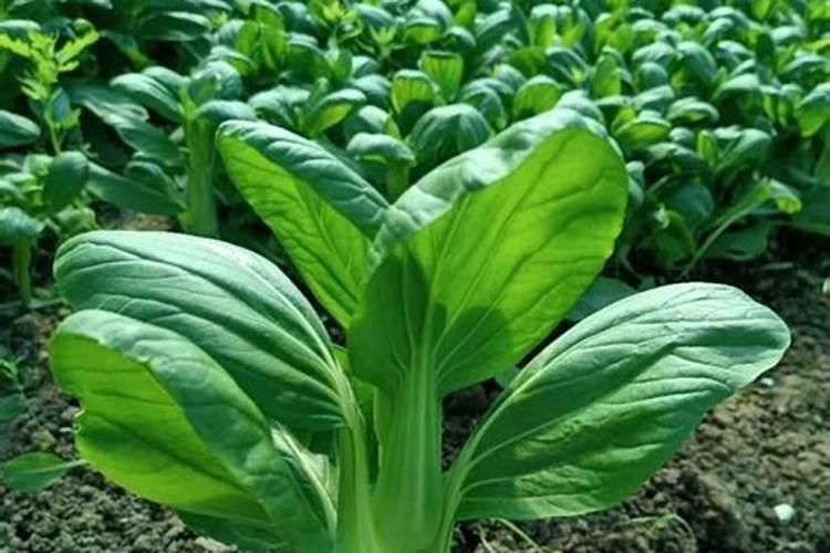 十月红菜苔种植时间和方法 红苔菜种子几月份种最好