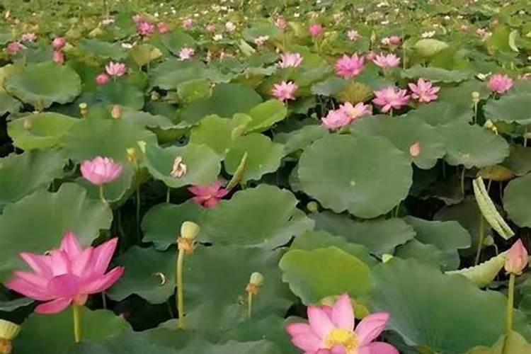 胶南哪有看荷花的地方