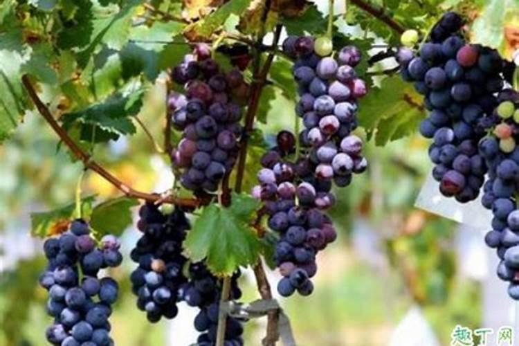 当葡萄处于开花期,此时浇水并施加硼肥行不行