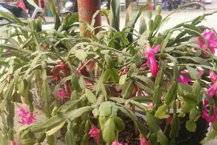 蟹爪兰近开花期怎样浇水 蟹爪兰近开花期如何浇水