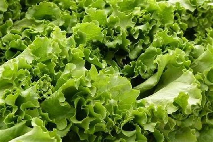 芸苔素使用技巧