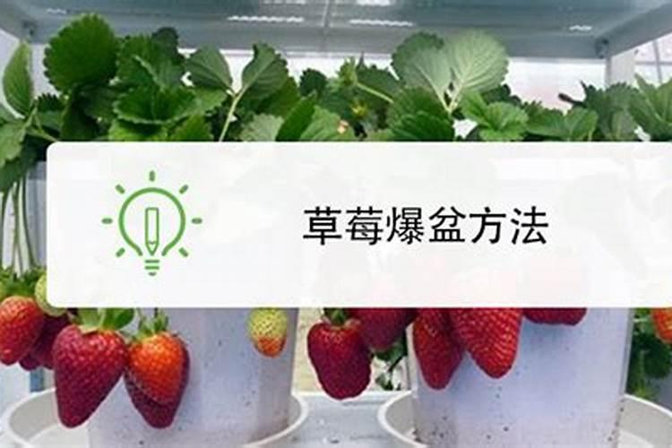 硅肥对草莓喷好还是灌根好