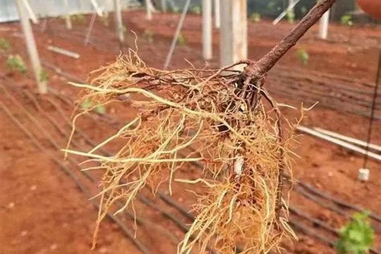 葡萄生根肥用什么好