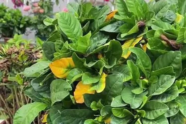 骨粉的正确施肥方法