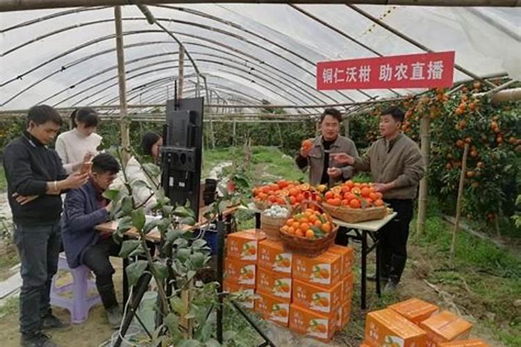 沃柑用什么肥料最好