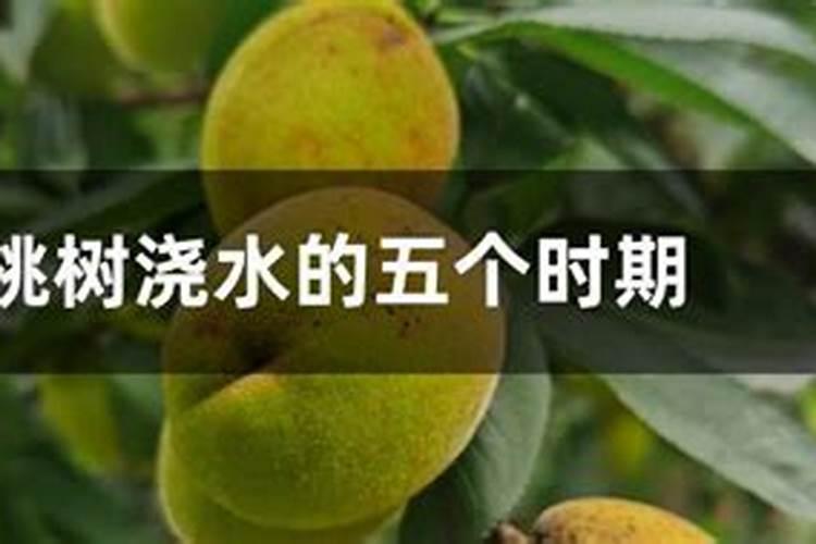 五年经验老农教您:桃树都在什么时间施肥？