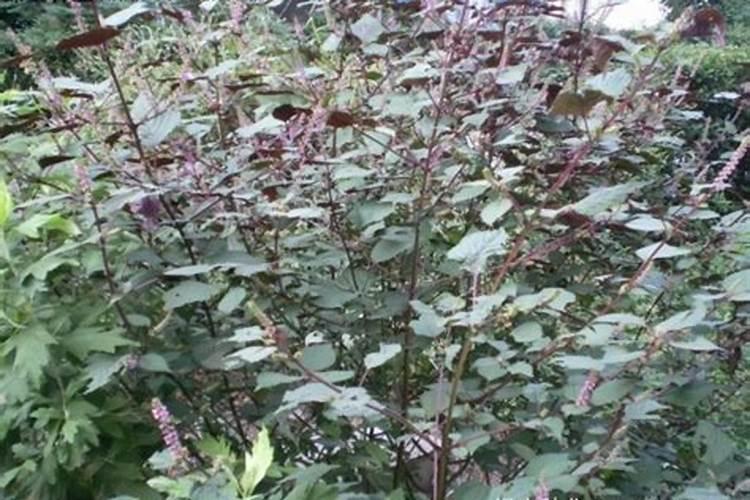 尿素一亩地施多少公斤