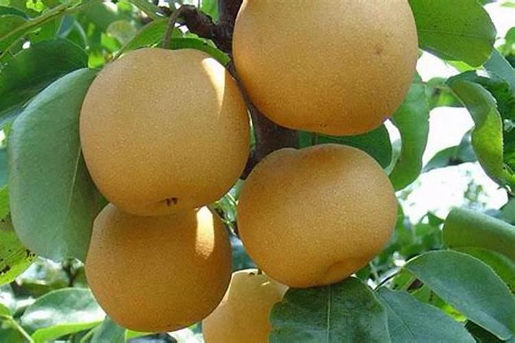 春天梨树打什么药