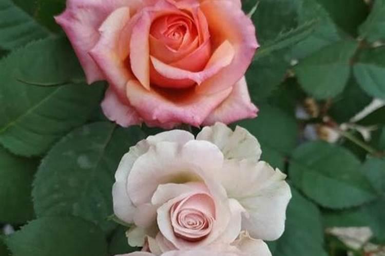 月季花24小时什么时候开花？