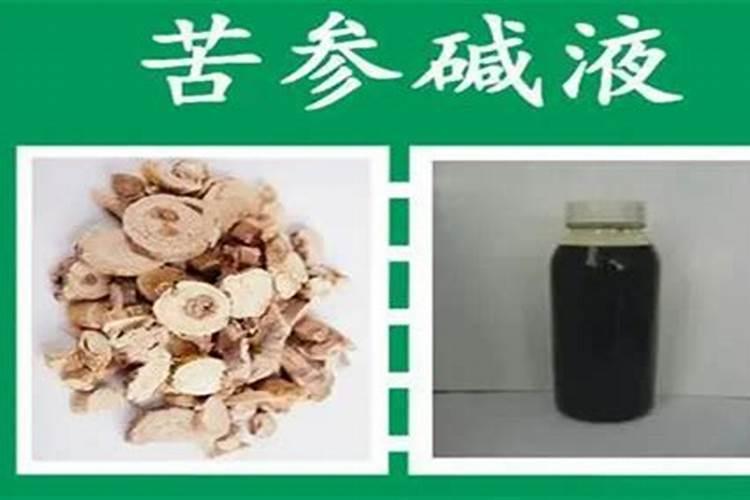 木瓜树上的木瓜布满厚厚的白粉