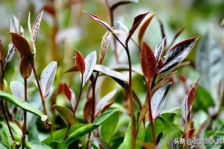 喷施宝加大茶叶专用肥研发规模