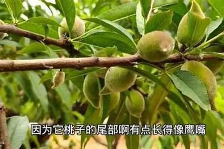 鹰嘴桃不长个是什原因