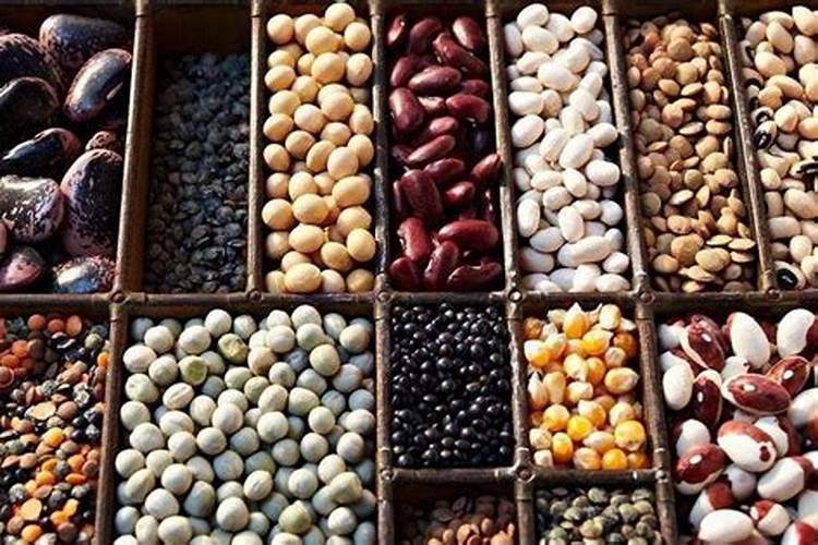 黄豆煮熟后直接埋在土里当肥料可以吗