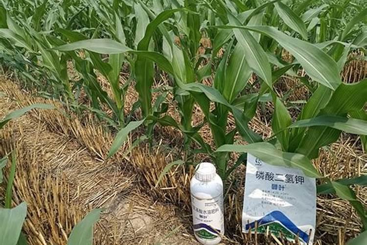 怎么给花施复合肥