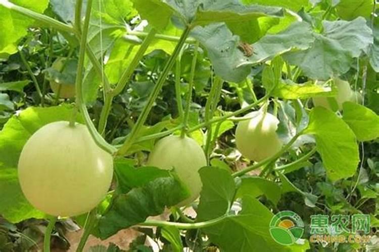 香瓜怎么种植方法如下