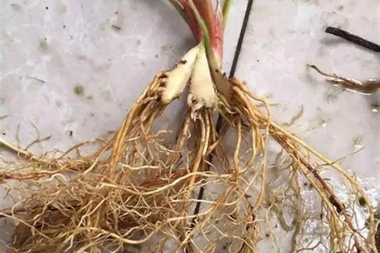 水溶肥灌根的注意事项