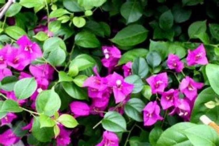 为什么三角梅的叶子突然蔫了