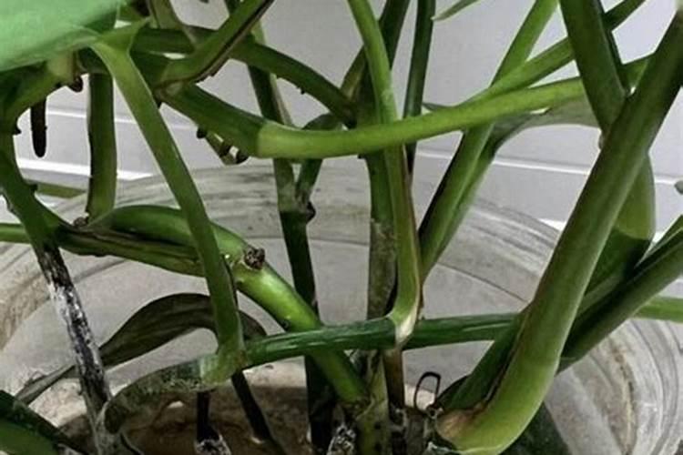 三角梅叶子蔫了的原因,叶子蔫了怎么办