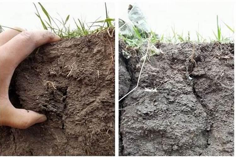 沃柑树施肥太多导致烧根,该怎么补救？