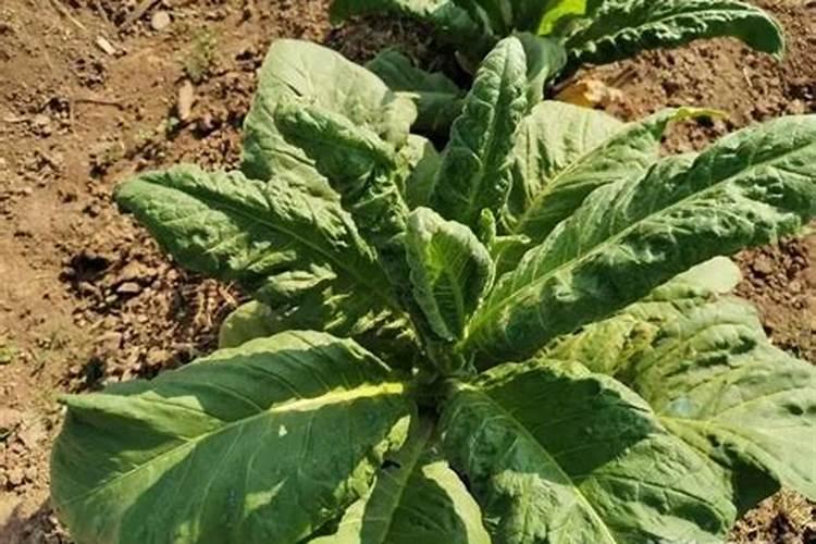 苯甲丙环唑农用青霉素多菌灵能混用吗？