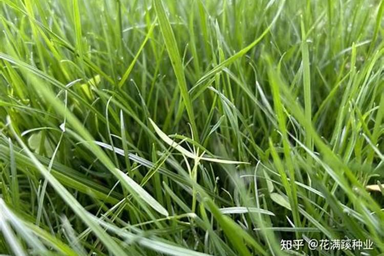 养花不用买肥料,这“5种肥”随处可见,捡回来养花,花草疯着长百度知...