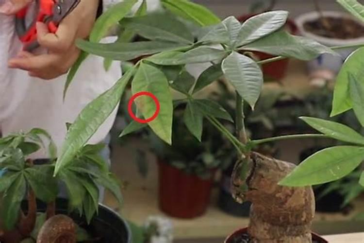 地瓜怎么栽高产 施什么肥合适