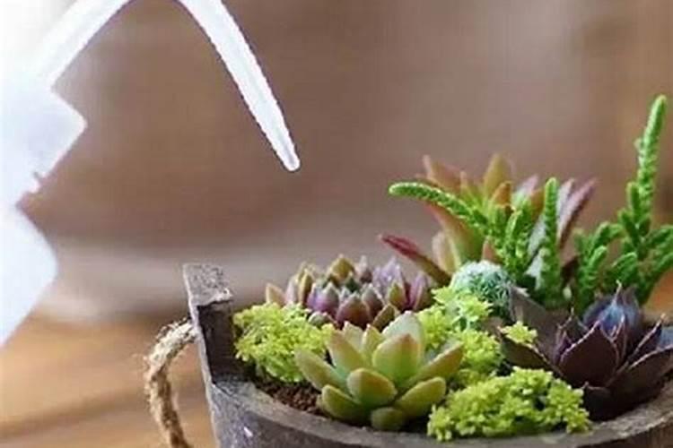 种植西瓜用什么肥料最佳