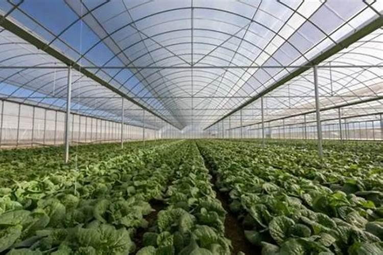 一般的大棚蔬菜用什么叶面肥、冲施肥好？!!