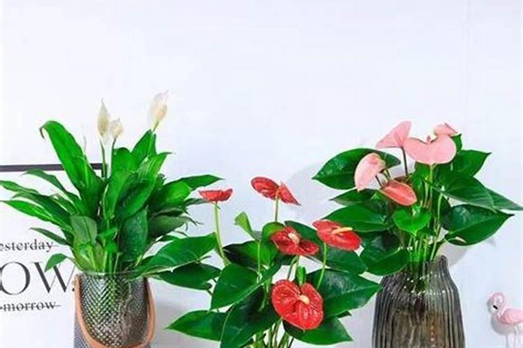 稻黄金叶面肥对水稻效果好吗