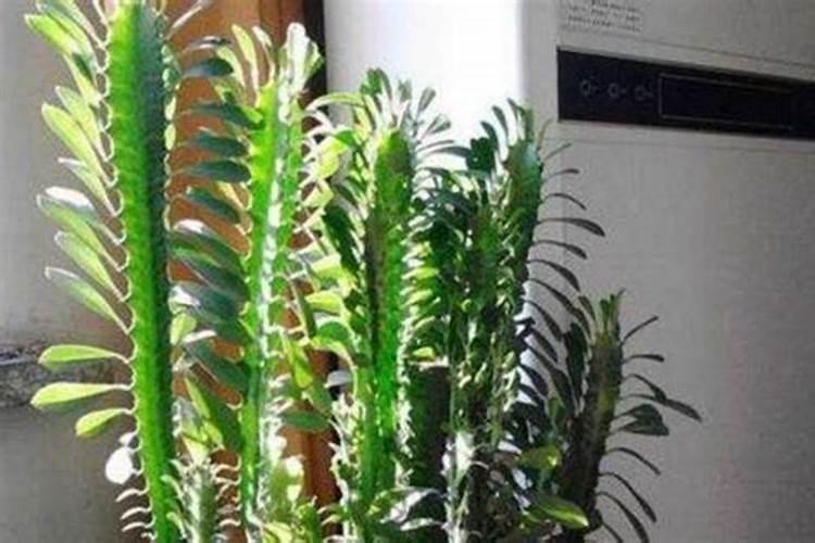 龙骨花生长各阶段应该施什么肥？