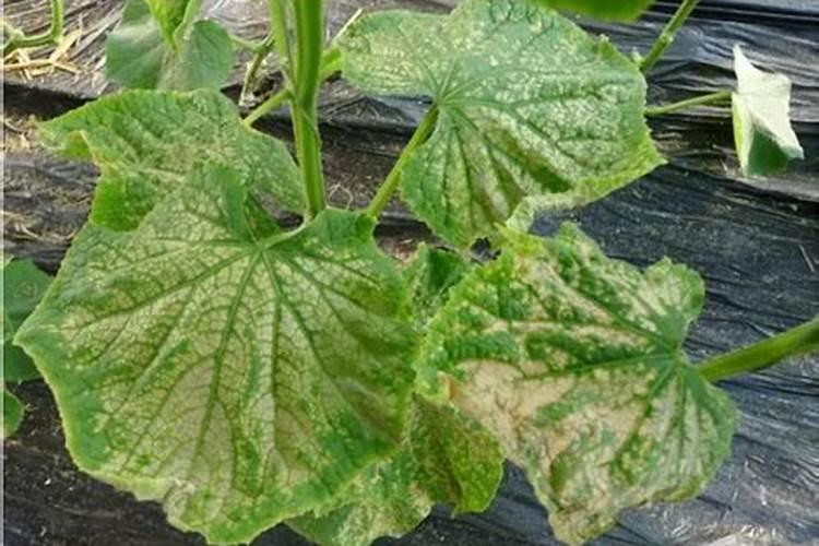 氮肥中什么有强烈的氨味