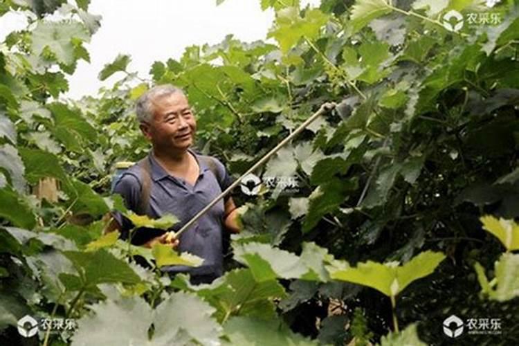 高温天气葡萄叶片喷什么能保护好